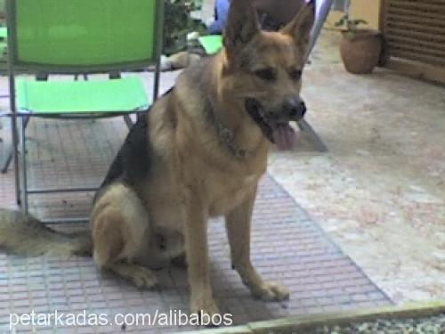 baboş Erkek Alman Çoban Köpeği