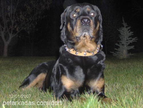 dort Erkek Rottweiler