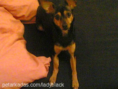 lady Dişi Minyatür Pinscher