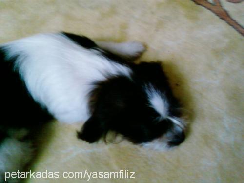 patiş Dişi Shih-Tzu