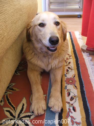 mohito Dişi Golden Retriever