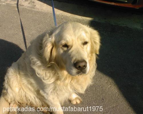 snow Erkek Golden Retriever