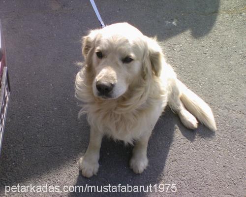 snow Erkek Golden Retriever