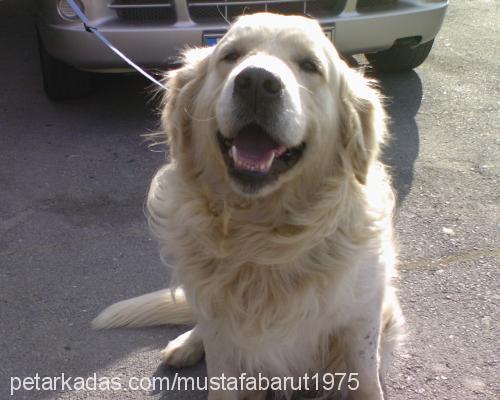 snow Erkek Golden Retriever