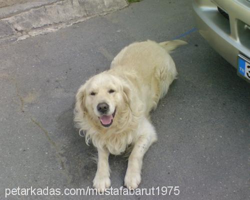 snow Erkek Golden Retriever