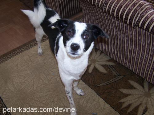 pita Dişi Jack Russell Terrier