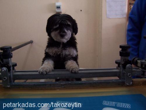 zeytin Dişi Dandie Dinmont Terrier