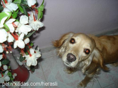 Hera Dişi İngiliz Cocker Spaniel