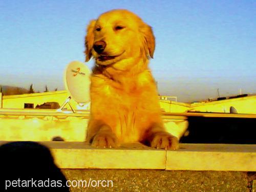 gofret Dişi Golden Retriever