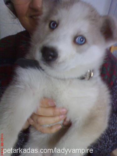 vhisky Dişi Sibirya Kurdu (Husky)