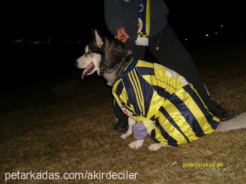 haşmet Erkek Sibirya Kurdu (Husky)