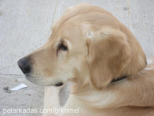 dost Erkek Golden Retriever