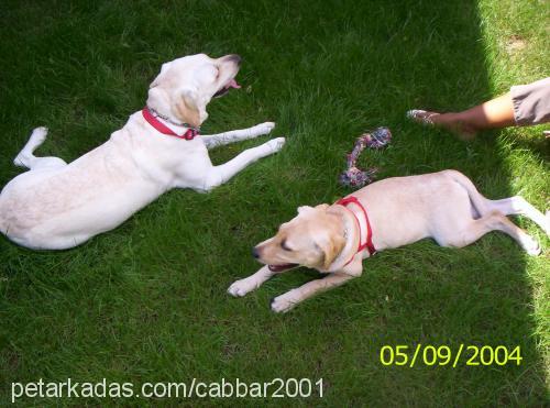 cabbar Dişi Labrador Retriever