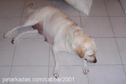 cabbar Dişi Labrador Retriever