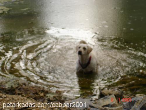 cabbar Dişi Labrador Retriever