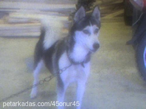 rays Dişi Sibirya Kurdu (Husky)