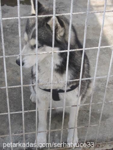 angel Dişi Sibirya Kurdu (Husky)