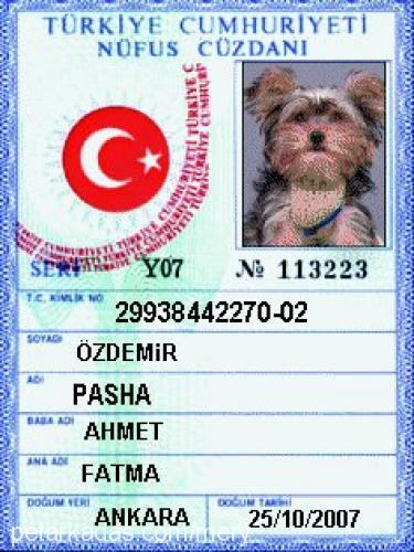 pasha Erkek Yorkshire Terrier