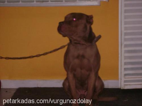 barut Erkek Amerikan Pitbull Terrier