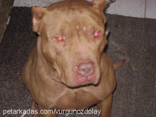 barut Erkek Amerikan Pitbull Terrier