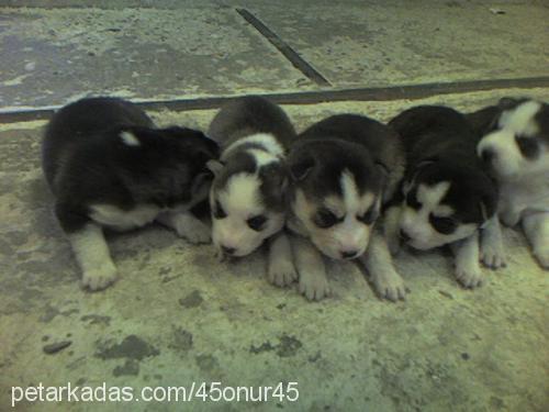 rays Dişi Sibirya Kurdu (Husky)