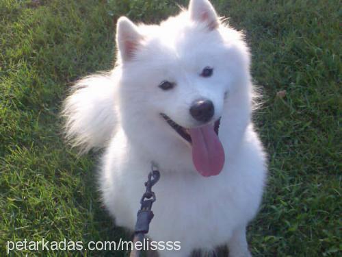 kont Erkek Samoyed