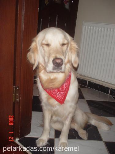 karemel Dişi Golden Retriever