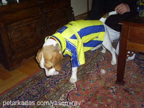 badem Dişi Beagle