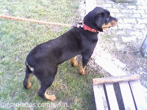 rita Dişi Rottweiler