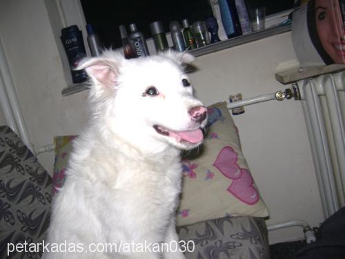 Çakır Erkek Samoyed