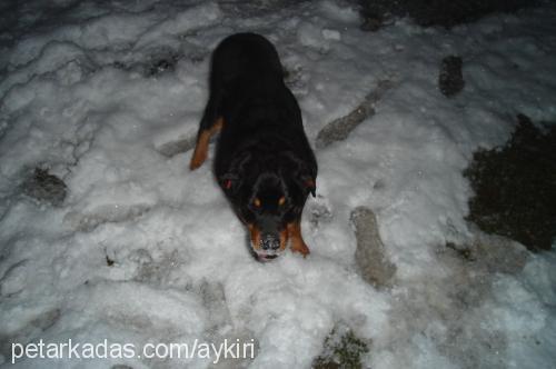 rita Dişi Rottweiler