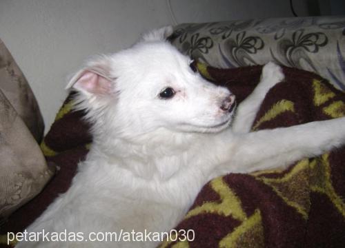 Çakır Erkek Samoyed