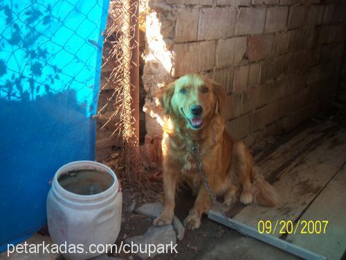 bonçuk Dişi Golden Retriever