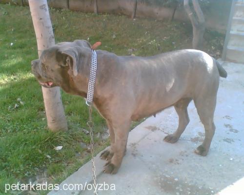 duman Dişi Napoliten Mastiff