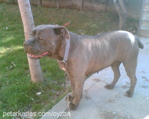 duman Dişi Napoliten Mastiff