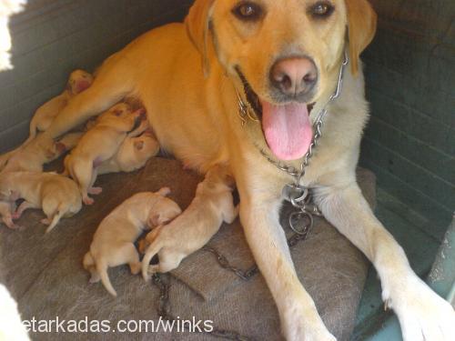 kiraz Dişi Labrador Retriever