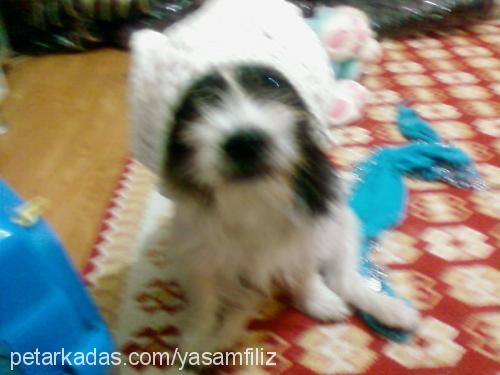 patiş Dişi Shih-Tzu