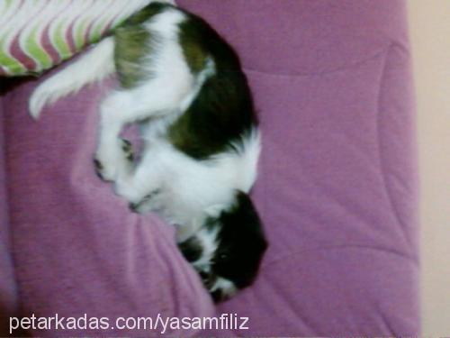 patiş Dişi Shih-Tzu