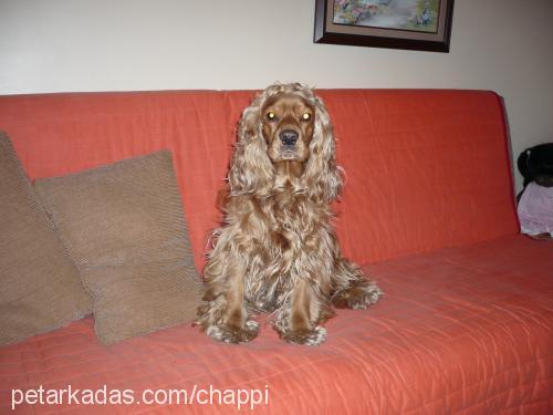 chappy Erkek İngiliz Cocker Spaniel