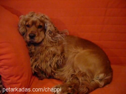 chappy Erkek İngiliz Cocker Spaniel