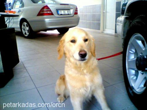 gofret Dişi Golden Retriever