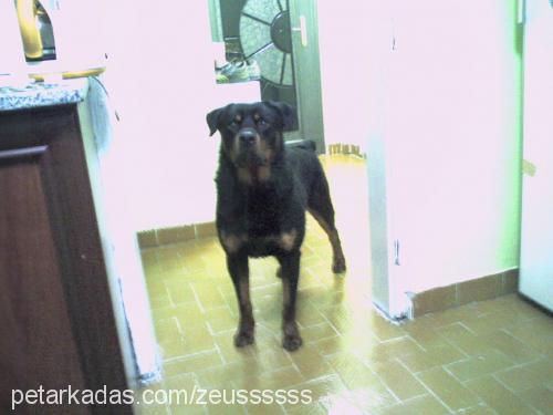 pars Erkek Rottweiler