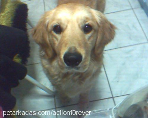 suzİ Dişi Golden Retriever