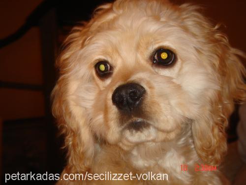 vada Erkek Amerikan Cocker Spaniel