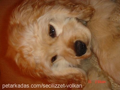 vada Erkek Amerikan Cocker Spaniel