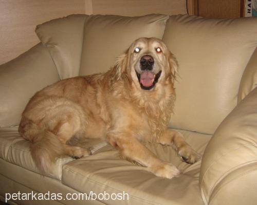 bobo Erkek Golden Retriever