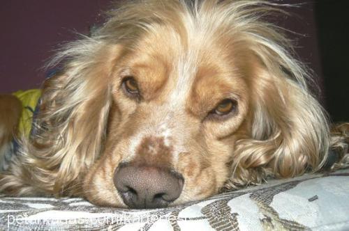 oscar Erkek İngiliz Cocker Spaniel