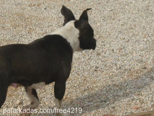 çirkin Dişi Amerikan Pitbull Terrier