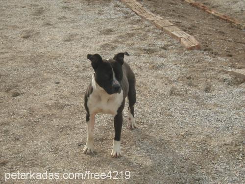 çirkin Dişi Amerikan Pitbull Terrier