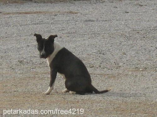 çirkin Dişi Amerikan Pitbull Terrier